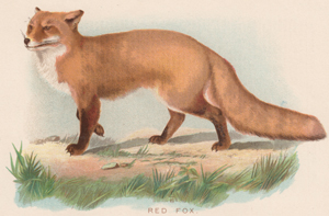 Red Fox